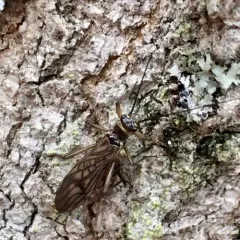 Valley Forestfly thumbnail 2