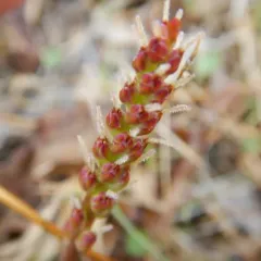 Saline Plantain thumbnail 3