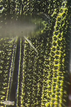 Gold reed beetle thumbnail 2