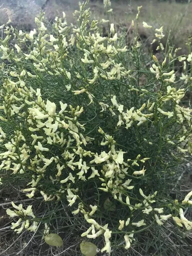 Cusick's Milkvetch