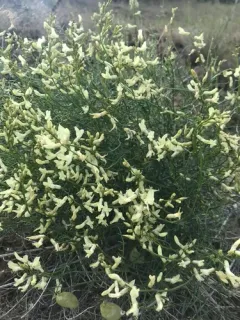 Cusick's Milkvetch thumbnail 1