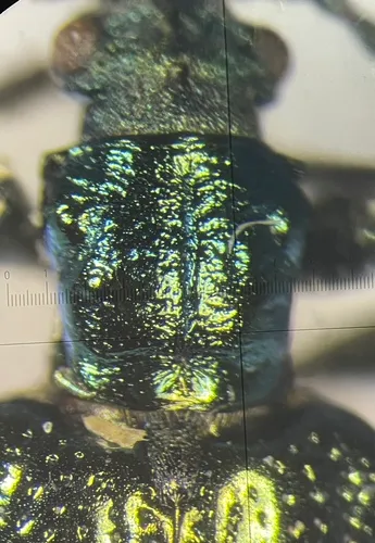 Ball's reed beetle