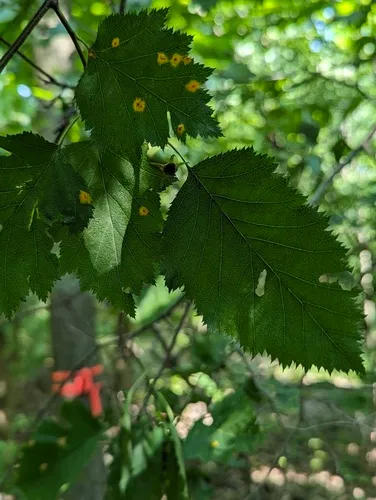 Holmes' Hawthorn