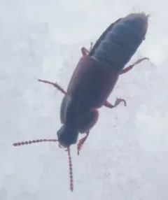 Tachinus elongatus thumbnail 3