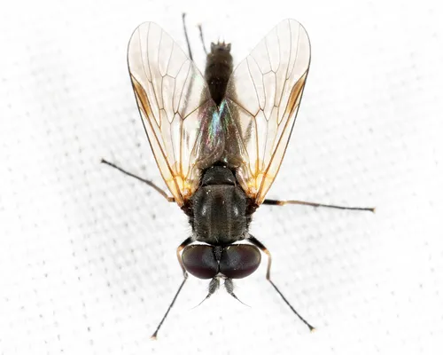 Symphoromyia hirta