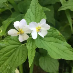 Canada Violet thumbnail 4