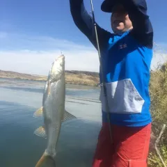 Northern Pikeminnow thumbnail 1