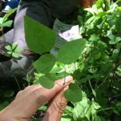 American hog-peanut thumbnail 1