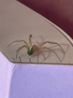 Araneus bivittatus thumbnail 4
