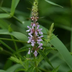 marsh hedge nettle thumbnail 4