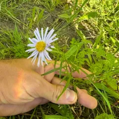 Douglas' Aster thumbnail 3