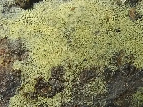 Tubeufia cerea