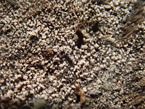 Helicomyces roseus