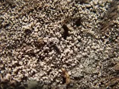 Helicomyces roseus thumbnail 1