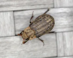 Trox unistriatus thumbnail 3