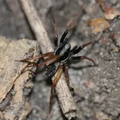Dark-legged Pirate Wolf Spider thumbnail 1