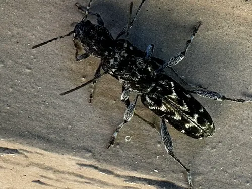 Xylotrechus nauticus