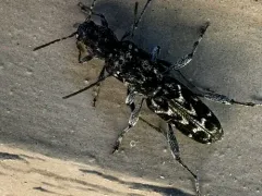 Xylotrechus nauticus thumbnail 1