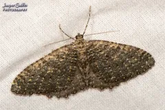 Triphosa californiata thumbnail 3