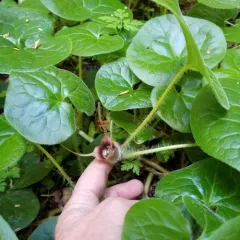 Western Wild Ginger thumbnail 4