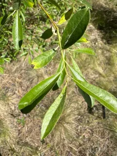 Lemmon's willow thumbnail 4