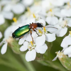 Calleida punctata thumbnail 4