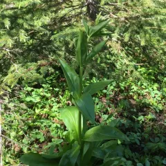 Clustered Green Gentian thumbnail 4