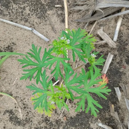 Carolina crane's-bill