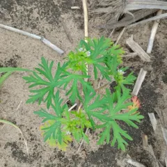 Carolina crane's-bill thumbnail 1