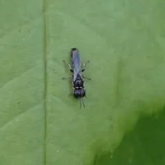 Crossocerus elongatulus thumbnail 4