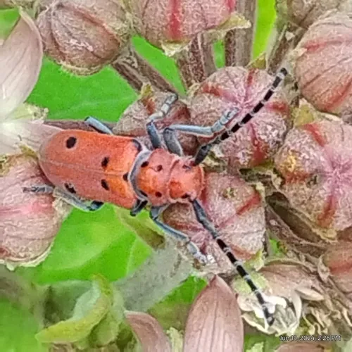 Ringed Long-horned Beetle