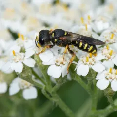 Lestica producticollis thumbnail 4