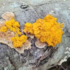 golden ear thumbnail 4