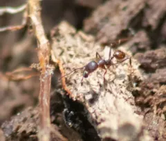 Tawny Collared Ant thumbnail 2