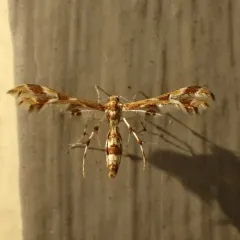 Grape Flower Plume Moth thumbnail 4