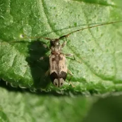 Oak Long-horned Beetle thumbnail 4