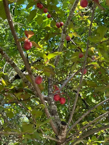 Wild Goose Plum