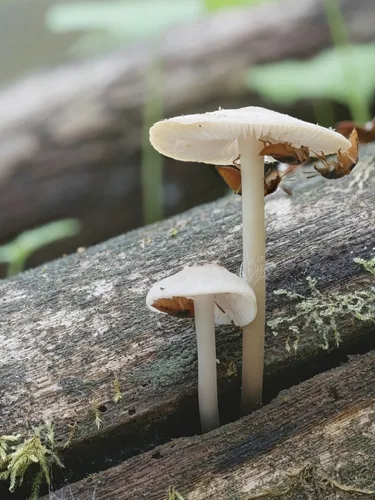 Oxyporus lateralis