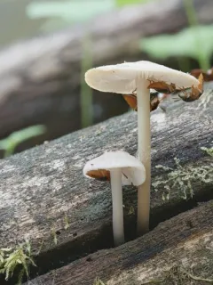 Oxyporus lateralis thumbnail 1