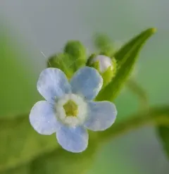 Northern Stickseed thumbnail 3