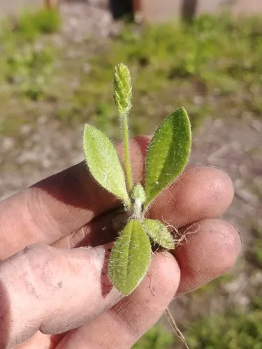 dwarf plantain