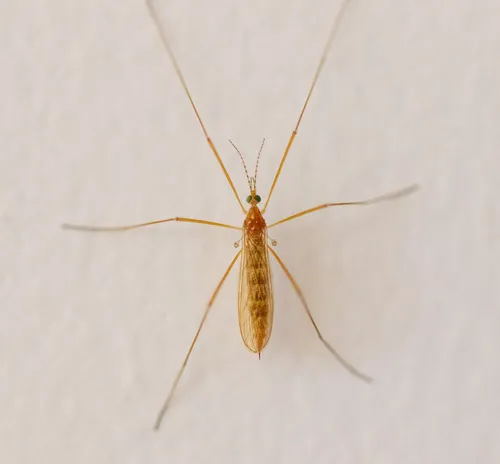 Atarba picticornis