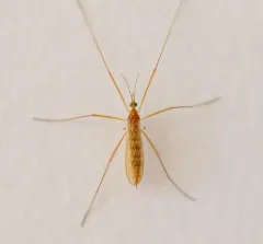 Atarba picticornis thumbnail 1