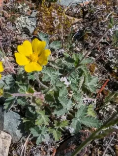 Jurtzev's Cinquefoil thumbnail 4
