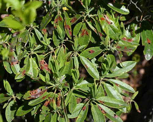 Coptodisca kalmiella