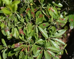 Coptodisca kalmiella thumbnail 1