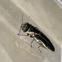 Two-lined Chestnut Borer thumbnail 3