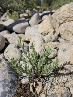 Shrubby willowherb thumbnail 3