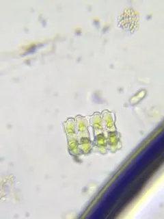 Desmidium aptogonum thumbnail 2