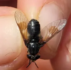 Chrysops cuclux thumbnail 1